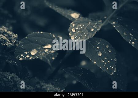 Close up of raindrops on leaves in black and white Stock Photo