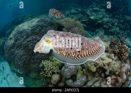 A Broadclub cuttlefish, Sepia latimanus, hovers over a shallow coral reef in the Solomon Islands. This species is often found in shallow habitats. Stock Photo