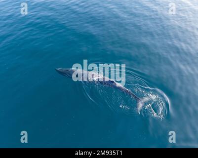 An Omura's whale, Balaenoptera omurai, breathes at the surface of the South Pacific Ocean. This little-known rorqual feeds on planktonic organisms. Stock Photo