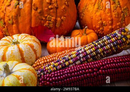 Indian Corn With Knucklehead Pumpkins Stock Photo