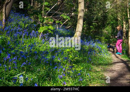 Blue bells in flower in woodland Stock Photo