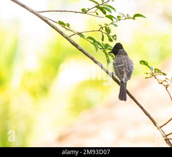 The red-vented bulbul (Pycnonotus cafer) is a member of the bulbul family of passerines. It is a resident breeder across the Indian subcontinent, Stock Photo