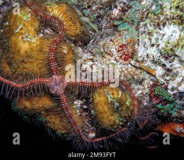 Ophiothrix suensoni, Suenson's brittle star or the sponge brittle star, is a species of marine invertebrate in the order Ophiurida Stock Photo