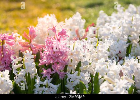 Multi colored hyacinths in the sun litght. Easter spring background. Close up macro. Stock Photo