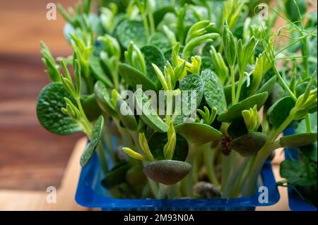 Healthy food, young sprouts plants of green garden cress and lupin ready for consumption growing in blue plastic box close up Stock Photo