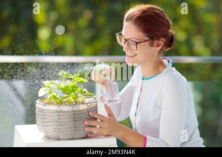 Woman watering balcony plant. Herb garden on patio. Young female spraying water on potted herbs. Basil in a pot on apartment terrace. Stock Photo