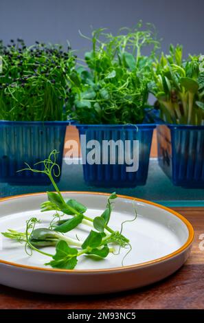 Healthy food, young sprouts plants of green garden affilla cress ready for consumption growing in blue plastic box close up Stock Photo