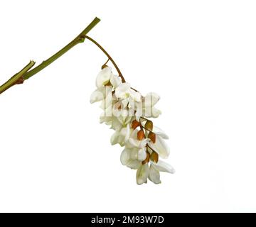 White acacia flower (Robinia pseudoacacia) isolated on a white background. Medical herbs series. Stock Photo