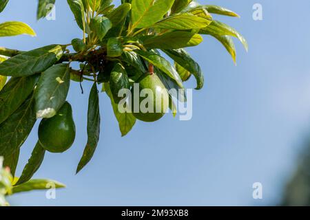 Green hass avocados growing on the branches of a tree outdoors. Stock Photo