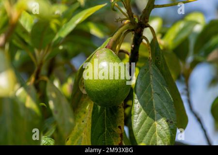 Green hass avocados growing on the branches of a tree outdoors. Stock Photo