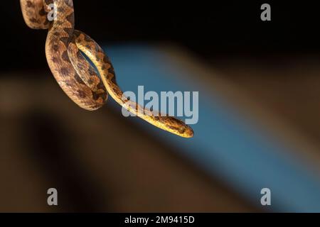 The banded cat-eyed snake (Leptodeira annulata) Stock Photo