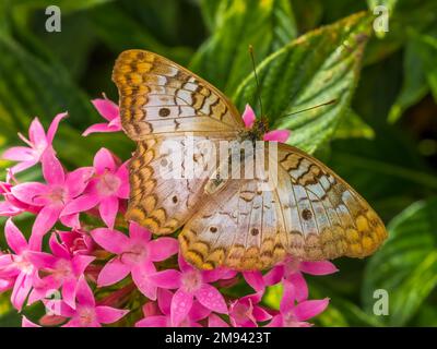 Close up of a single White Peacock butterfly ( Amartia jalrophae)  on pink Star Cluster flowers Stock Photo