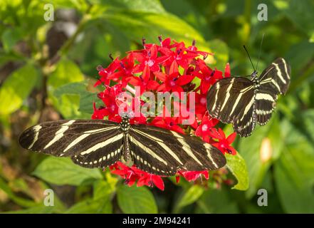 Two Zebra Longwinger butterflies, Heliconius charithonia,  on a red Starcluster flower Stock Photo