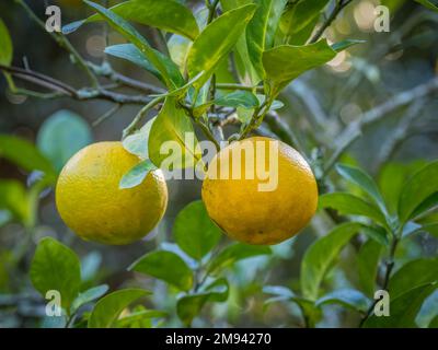 Close up of oranges growing on a tree in southwest Florida USA Stock Photo