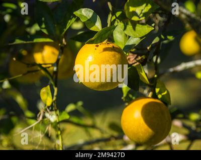 Close up of oranges growing on a tree in southwest Florida USA Stock Photo