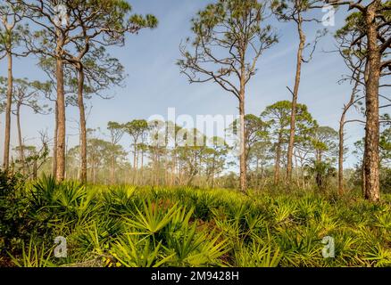 Pine trees and Saw Palmetto in Lemon Bay Park in Englewood Florida USA Stock Photo