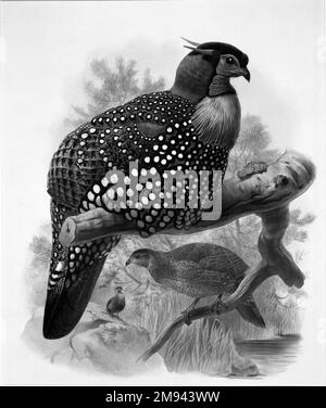 Ceriornis Melanocephala John Gould (British, 1804-1881). Ceriornis Melanocephala. Lithograph on wove paper, Sheet: 23 3/8 x 18 7/16 in. (59.4 x 46.8 cm).   European Art Stock Photo