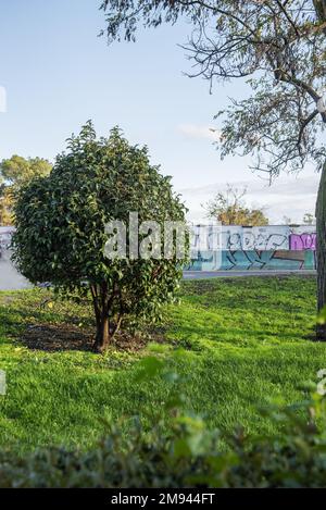 Lawned gardens with trees and hedges beside a road Stock Photo - Alamy