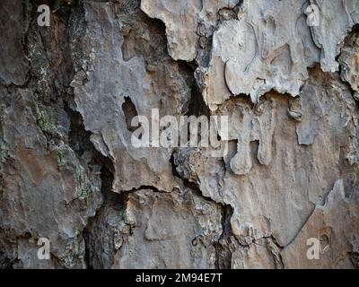 Close up of the layered, textured, weathered bark on the trunk of a loblolly pine tree in Texas. Stock Photo