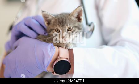 Vet doctor holding small kitten in gloved hands close up. Stock Photo