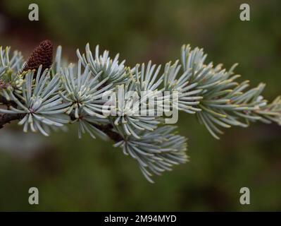 Close up of the needles and a pine cone on a Blue Atlas Cedar. Photographed with a shallow depth of field against a green background. Stock Photo
