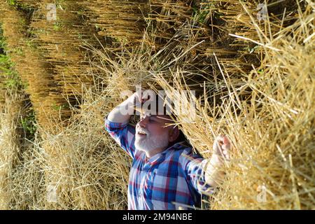 Retired grandfather farmer in the hay. Senior taking a break and relaxing on a hay on an summer day. Grandfather laying on haystack in countryside Stock Photo