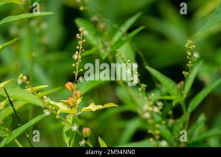 Green grass in agricultural fields of Bangladesh. Use the photo of the bamboo garden for the background. Stock Photo