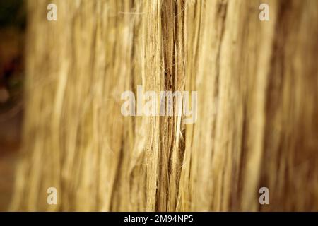 The soaked jute is being dried in the sun. Closeup image of jute. Jute is a type of bast fiber plant. Jute is the main cash crop in Bangladesh. Stock Photo