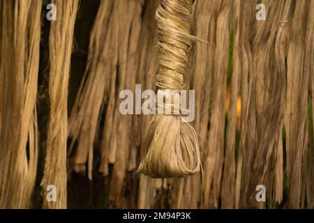 The soaked jute is being dried in the sun. Closeup image of jute. Jute is a type of bast fiber plant. Jute is the main cash crop in Bangladesh. Stock Photo