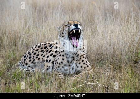 Cheetah Yawning Widely, Appearing to Laugh Stock Photo