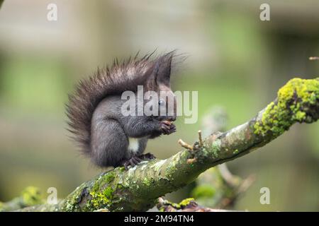 Squirrel holding nut in hands sitting on branch looking right Stock Photo