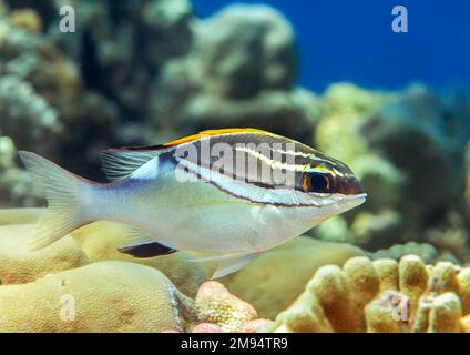 Bridled monocle bream fish on sight seeing tour in underwater coral garden of Bali Stock Photo