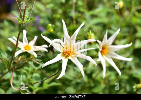 Flower of a star dahlia (Dahlia Honka Fragile) from the aster family (Asteraceae), Bavaria, Germany Stock Photo