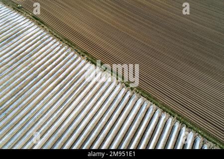 Aerial view field asparagus cultivation near Schrobenhausen in Bavaria, Germany Stock Photo