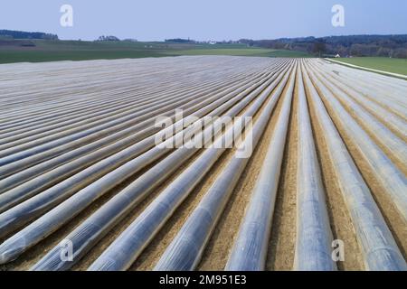 Asparagus cultivation near Schrobenhausen in Bavaria, Germany Stock Photo