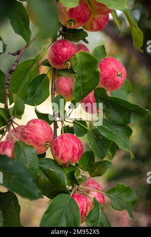 Ripe red apples on an apple tree branch on a clear summer day in the garden, vertical Stock Photo