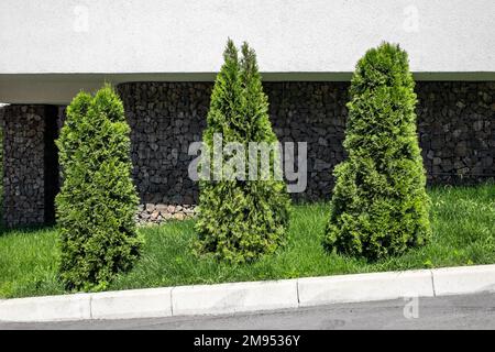 Thuja trees in country home landscape on the background of a low building. Coniferous gardening in backyard Stock Photo