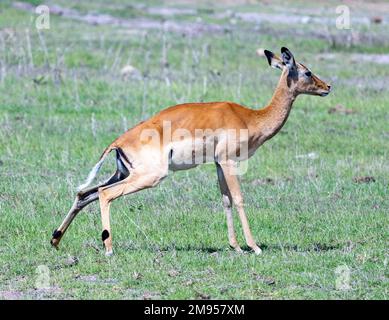 female impala or rooibok (Aepyceros melampus) antelope, Amboseli National Park, Kenya Stock Photo