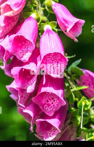 Close up of purple colored flowers of poisonous foxglove in sunlight Stock Photo