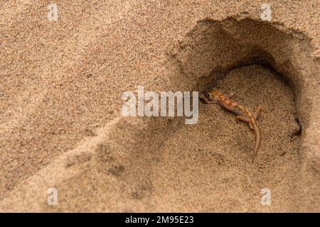 Namib sand gecko or Namib web-footed gecko,  Pachydactylus rangei,  Gekkonidae, Namib Desert, Namibia, Africa Stock Photo