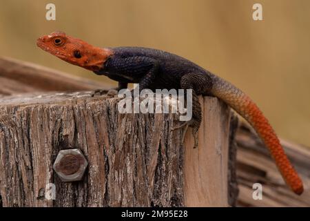 The common agama, red-headed rock agama or rainbow agama, Agama agama, Agamidae, Namib Desert, Namibia, Africa Stock Photo