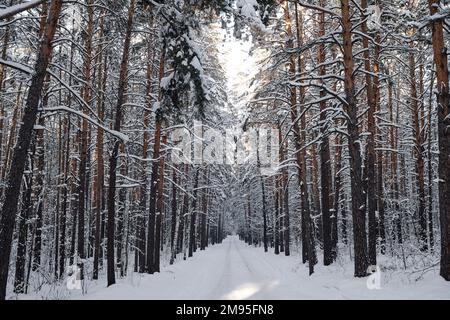 Horizontal image of winter forest with snowy trees and path for walking Stock Photo