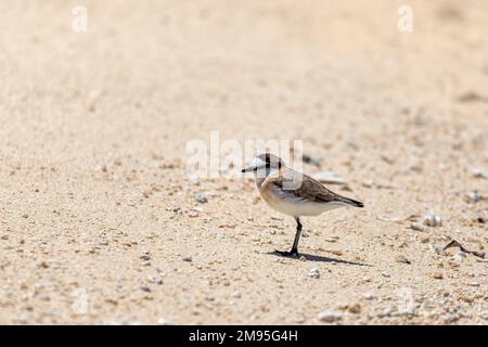 White-fronted plover or white-fronted sandplover bird (Charadrius marginatus), small shorebird of the family Charadriidae that inhabits sandy beaches, Stock Photo
