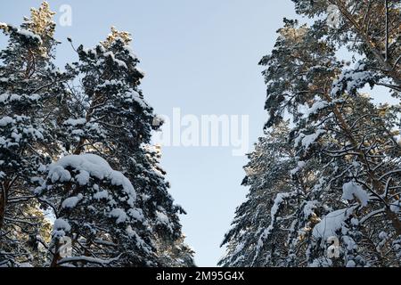 Low angle view of snowy pine trees in winter forest Stock Photo