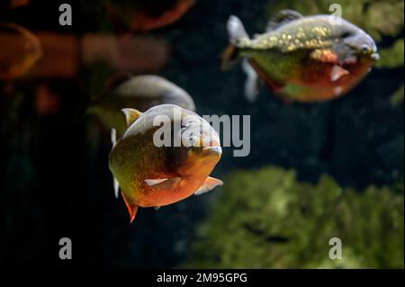 Red piranha or coicoa (Pygocentrus nattereri) fish swimming in fresh water among other specimens of its species. Stock Photo