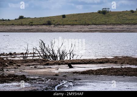 Drought conditions and receding water levels exposing the remains of skeletal dead trees at Colliford Lake Reservoir on Bodmin Moor in Cornwall in the Stock Photo