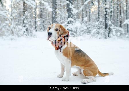 Cute dog with scarf around her neck sitting on snow during her walk in winter forest Stock Photo