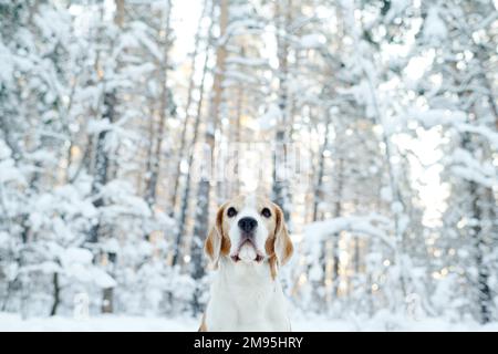 Low angle view of cute terrier looking up sitting outdoors during walk in winter Stock Photo