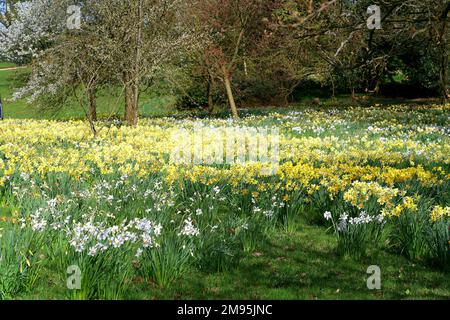 Carpets of daffodils. (Narcissus) Stock Photo