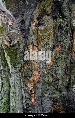 Old gnarled bark ark on an ancient tree. closeup. Stock Photo
